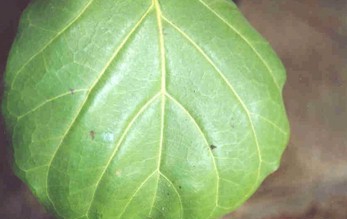 uglyleaf.jpg (19456 bytes)